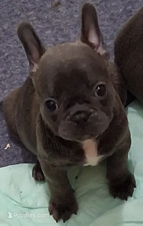Belle – French Bulldog puppy for sale in Warner Robins, GA