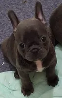 Belle, a female French Bulldog for sale in Warner Robins, GA – 1 of 1