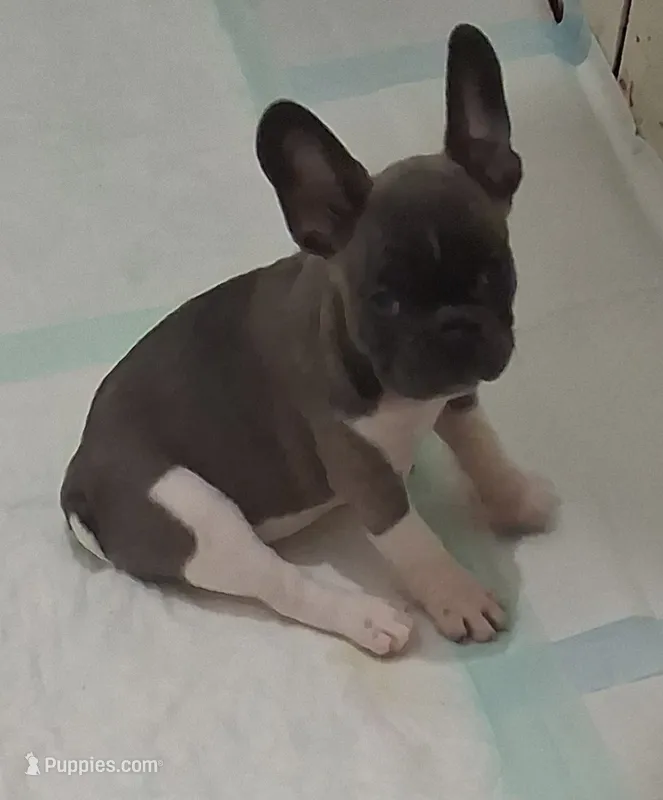 Bella – French Bulldog puppy for sale in Warner Robins, GA