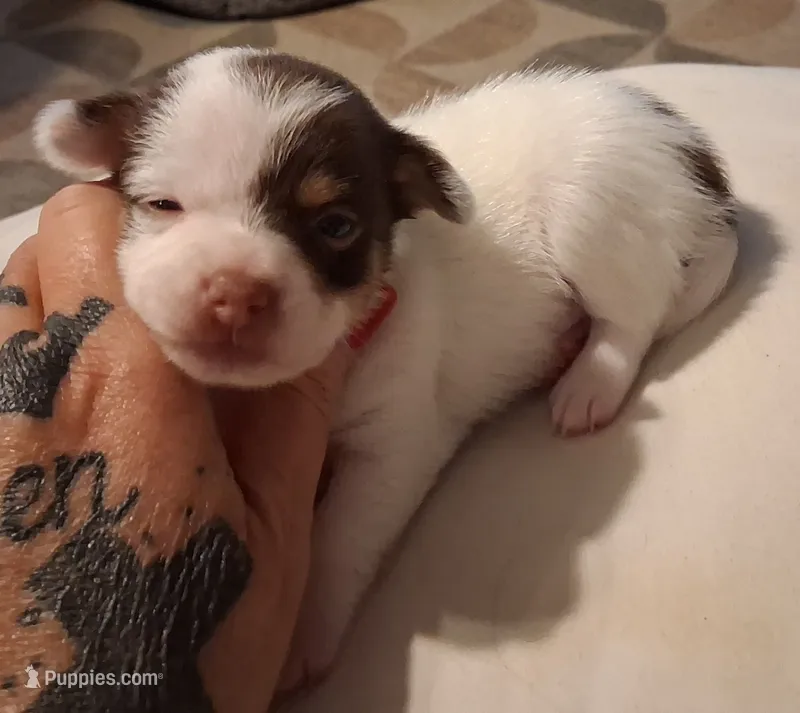 Sugar – Chihuahua puppy for sale in Warner Robins, GA