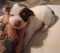 Sugar, a female Chihuahua for sale in Warner Robins, GA – 1 of 2