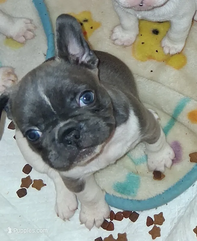 Bella – French Bulldog puppy for sale in Warner Robins, GA