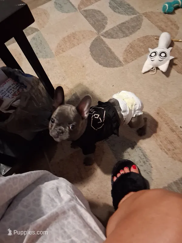 Belle – French Bulldog puppy for sale in Warner Robins, GA