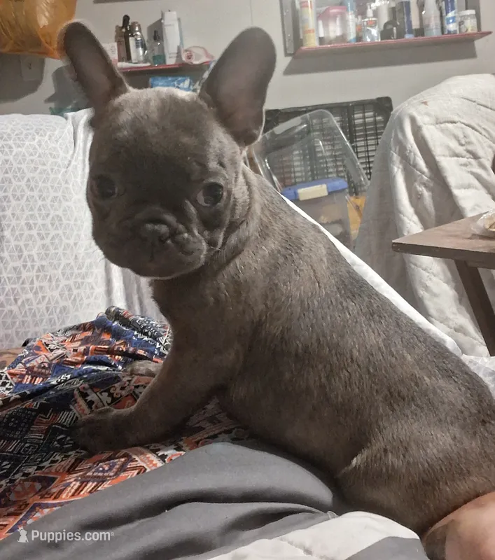Belle – French Bulldog puppy for sale in Warner Robins, GA