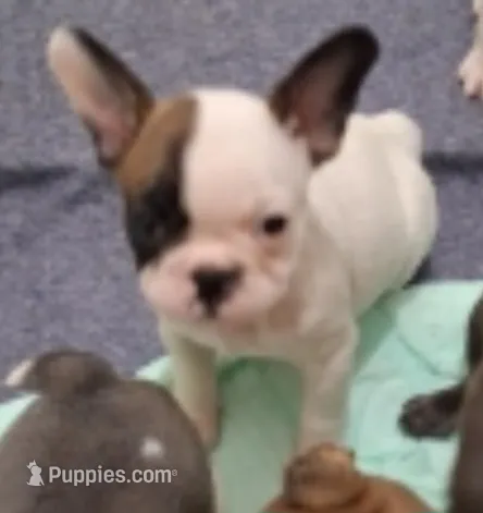 Patches – French Bulldog puppy for sale in Warner Robins, GA