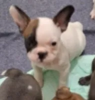 Patches, a female French Bulldog for sale in Warner Robins, GA – 1 of 1