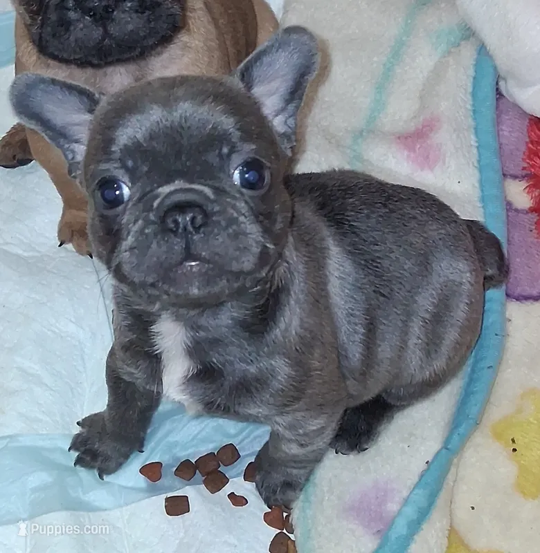 Belle – French Bulldog puppy for sale in Warner Robins, GA