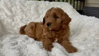 Memorial Day pickup! Arthur, a male Miniature Goldendoodle for sale in Randolph, WI – 5 of 5