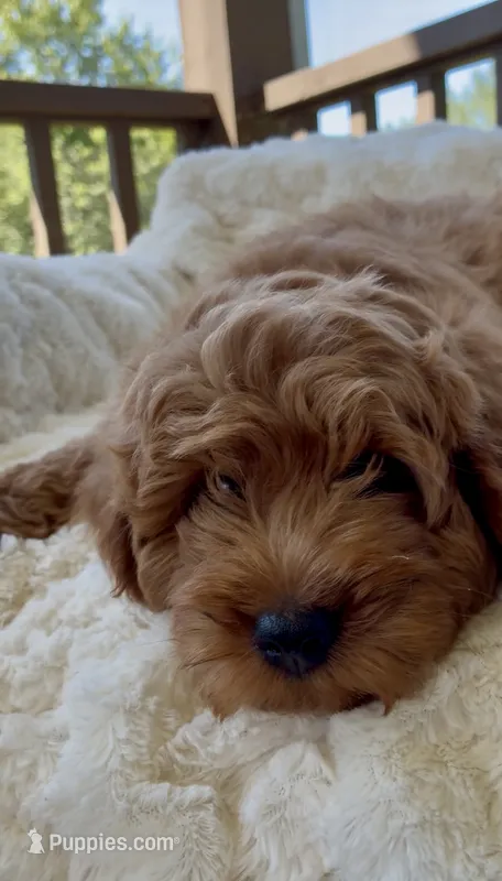 Mini F1B Adrian – Miniature Goldendoodle puppy for sale in Randolph, WI