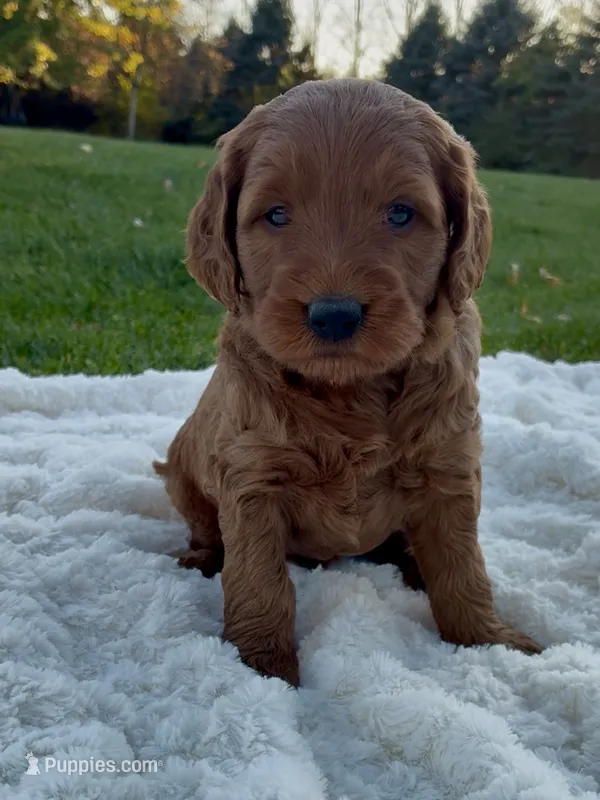 Chase – Miniature Goldendoodle puppy for sale in Randolph, WI
