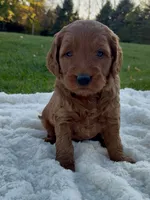 Chase, a male Miniature Goldendoodle for sale in Randolph, WI – 1 of 3