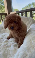 Mini F1B Abel, a male Miniature Goldendoodle for sale in Randolph, WI – 3 of 5