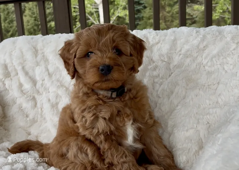 Memorial Day pick-up! Adrian – Miniature Goldendoodle puppy for sale in Randolph, WI