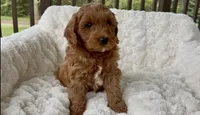 Memorial Day pickup! Arthur, a male Miniature Goldendoodle for sale in Randolph, WI – 4 of 5