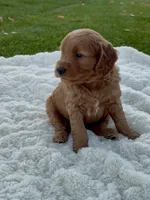 Callie, a female Miniature Goldendoodle for sale in Randolph, WI – 3 of 3