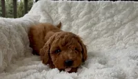 Memorial Day Pickup! Annabelle , a female Miniature Goldendoodle for sale in Randolph, WI – 4 of 4