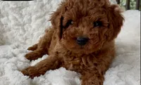 Memorial Day! Abel, a male Miniature Goldendoodle for sale in Randolph, WI – 2 of 4