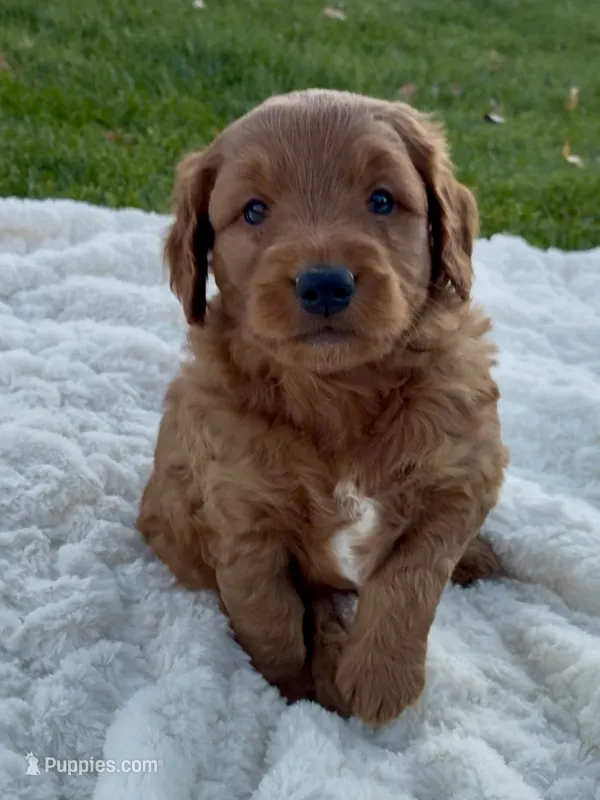 Mini Capp  – Miniature Goldendoodle puppy for sale in Randolph, WI