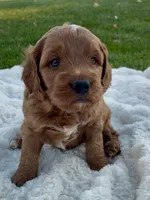 Cooper, a male Miniature Goldendoodle for sale in Randolph, WI – 3 of 3