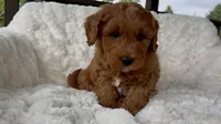 Memorial Day pickup! Arthur, a male Miniature Goldendoodle for sale in Randolph, WI – 3 of 5