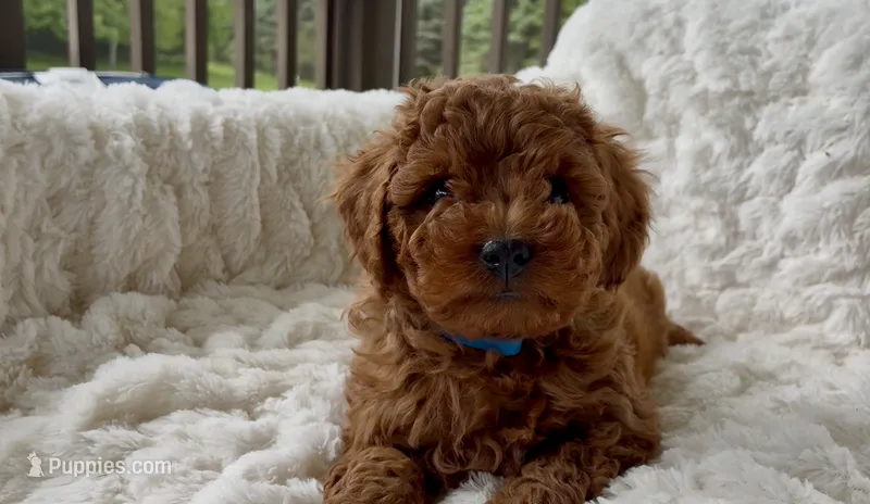 Memorial Day! Abel – Miniature Goldendoodle puppy for sale in Randolph, WI