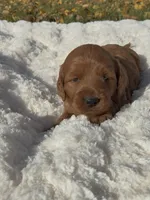 Mini Cleo, a female Miniature Goldendoodle for sale in Randolph, WI – 2 of 3