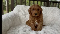 Memorial Day pickup! Arthur, a male Miniature Goldendoodle for sale in Randolph, WI – 2 of 5