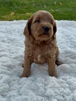 Callie, a female Miniature Goldendoodle for sale in Randolph, WI – 2 of 3