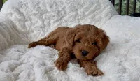 Memorial Day Pick-up! Alexander , a male Miniature Goldendoodle for sale in Randolph, WI – 4 of 4