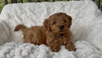 Memorial Day pick-up! Adrian, a male Miniature Goldendoodle for sale in Randolph, WI – 4 of 4
