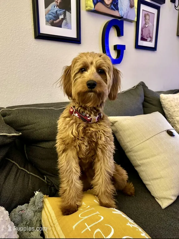 Mini Capp  – Miniature Goldendoodle puppy for sale in Randolph, WI