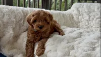 Memorial Day Pick-up! Alexander , a male Miniature Goldendoodle for sale in Randolph, WI – 2 of 4