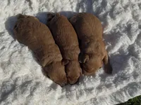 Mini Capp , a male Miniature Goldendoodle for sale in Randolph, WI – 6 of 7