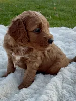 Cooper, a male Miniature Goldendoodle for sale in Randolph, WI – 2 of 3