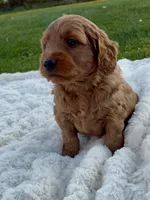 Chester, a male Miniature Goldendoodle for sale in Randolph, WI – 3 of 3