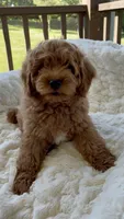 Mini F1B Adrian, a male Miniature Goldendoodle for sale in Randolph, WI – 2 of 5