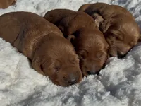Mini Callie, a female Miniature Goldendoodle for sale in Randolph, WI – 4 of 7