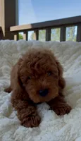 Mini F1B Abel, a male Miniature Goldendoodle for sale in Randolph, WI – 4 of 5
