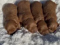 Mini Capp , a male Miniature Goldendoodle for sale in Randolph, WI – 3 of 7