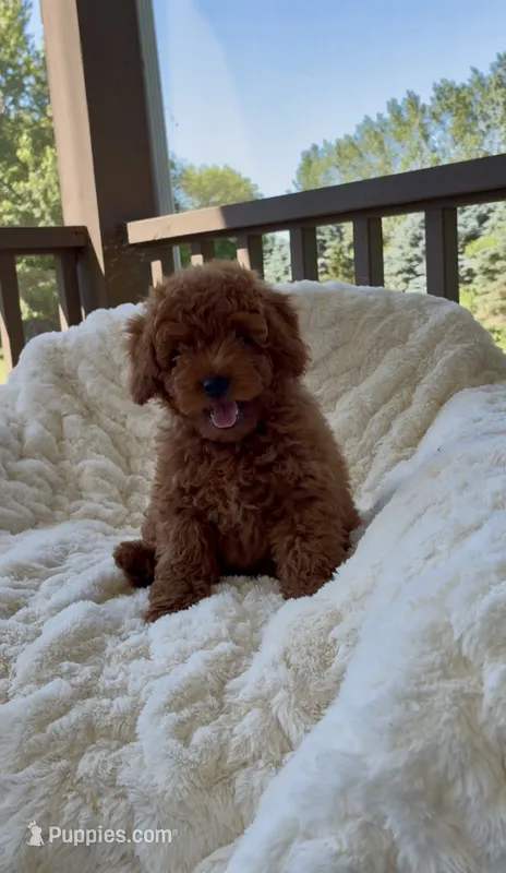 Memorial Day! Abel – Miniature Goldendoodle puppy for sale in Randolph, WI