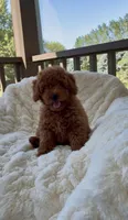 Mini F1B Abel, a male Miniature Goldendoodle for sale in Randolph, WI – 1 of 5