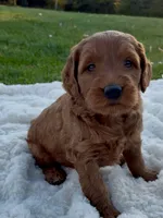 Chase, a male Miniature Goldendoodle for sale in Randolph, WI – 3 of 3