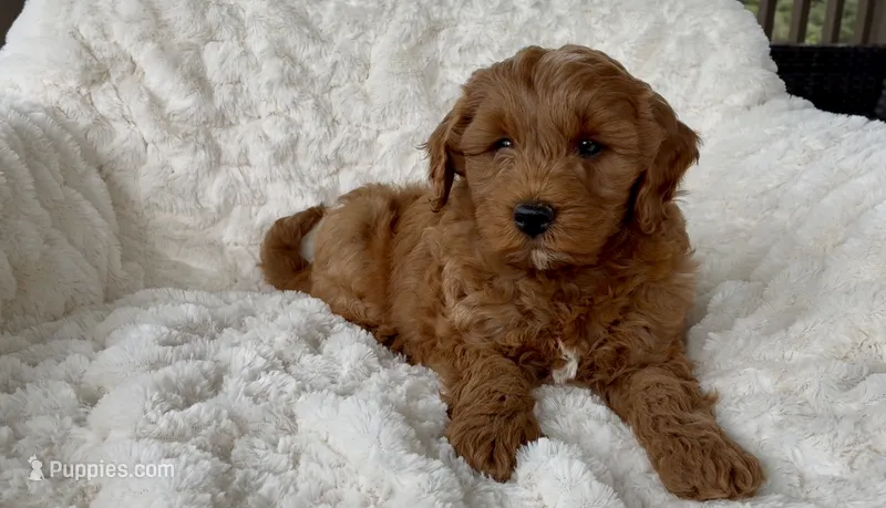 Memorial Day pickup! Arthur – Miniature Goldendoodle puppy for sale in Randolph, WI