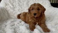 Memorial Day pickup! Arthur, a male Miniature Goldendoodle for sale in Randolph, WI – 1 of 5