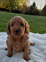 Chester, a male Miniature Goldendoodle for sale in Randolph, WI – 2 of 3