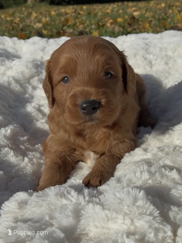 Mini Capp  – Miniature Goldendoodle puppy for sale in Randolph, WI