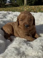 Mini Cleo, a female Miniature Goldendoodle for sale in Randolph, WI – 3 of 3