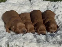 Mini Capp , a male Miniature Goldendoodle for sale in Randolph, WI – 5 of 7