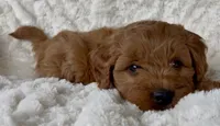 Memorial Day pick-up! Adrian, a male Miniature Goldendoodle for sale in Randolph, WI – 3 of 4