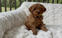 Memorial Day Pick-up! Alexander , a male Miniature Goldendoodle for sale in Randolph, WI – 1 of 4